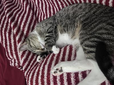 Serita tabby and white cat laying on a striped blanket