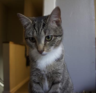 Serita shorthaired tabby cat sitting pretty.
