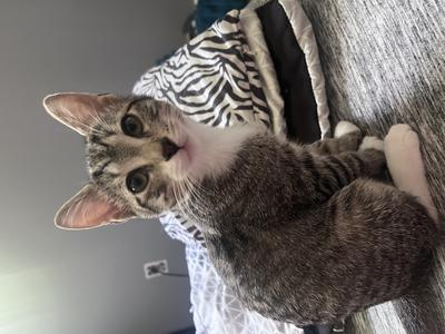 Serita cute shorthaired cat with tabby markings and white.