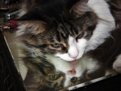 seti tabby and white maine coon male