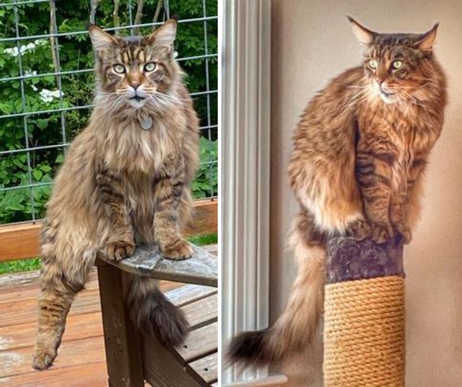 Shadow collage of brown tabby fluffy brown cat.