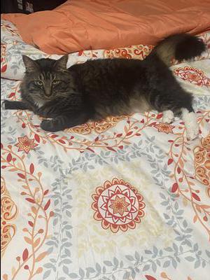 brown shaggy cat on carpet