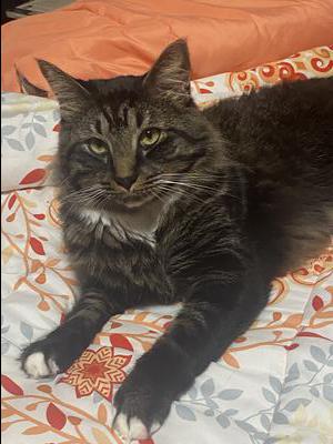 brown medium hair cat