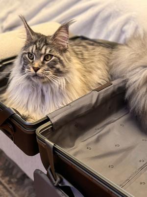 handsome purebred silver tabby maine coon cat in a suitcase