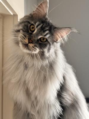 Shadow beautiful silver tabby male maine coon cat with head tilted looking straight ahead.