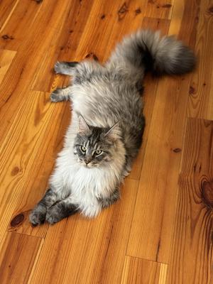 silver tabby maine coon cat relaxed and stretched out on a wood floor.