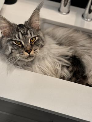 Shadow in the sink silver tabby maine coon cat napping in a sink.
