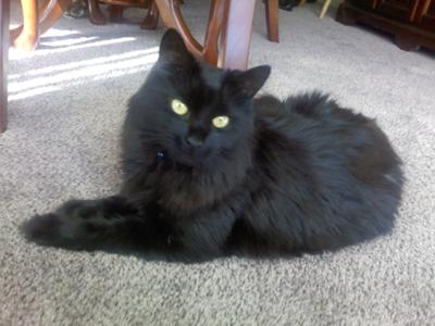 Shadow
