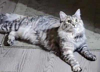 Shadow silver tabby mix kitty