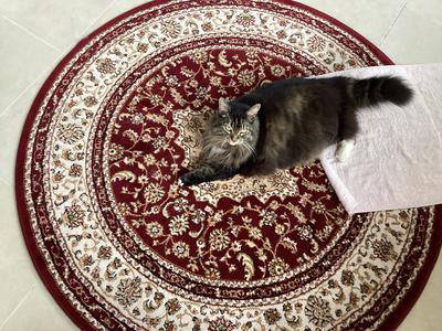 brown tabby on a red oriental rug.