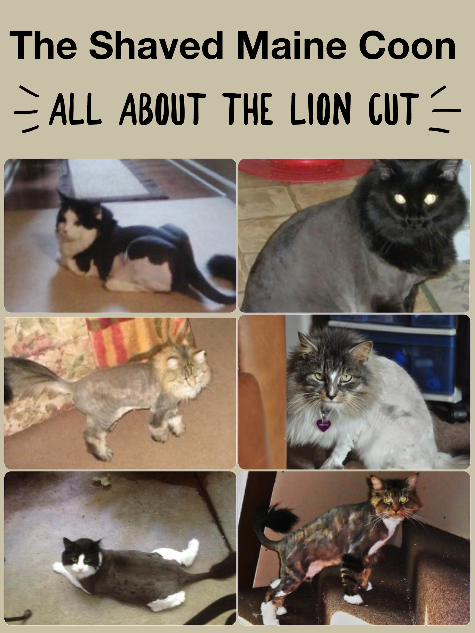 shaved maine coon cats with lion cuts