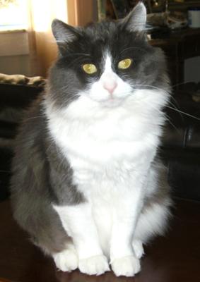 seti tabby and white maine coon male