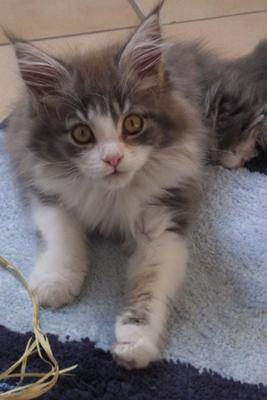 sheila the gray and white maine coon kitten