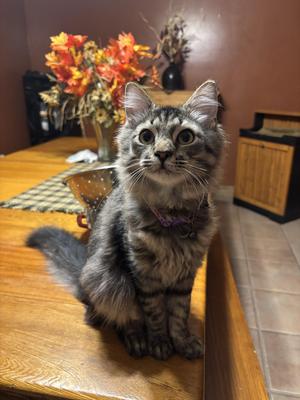 Kitty shaggy tabby cat sitting on a dining room table.