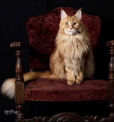 stunning red maine coon cat posing on chair