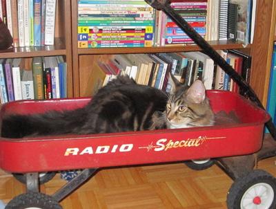 Sherlock in 'his' wagon