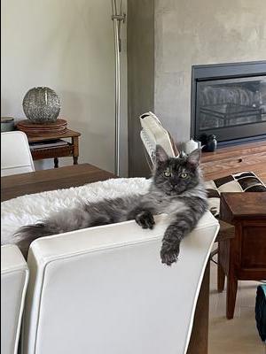 purebred black smoke maine coon lounging on back of couch