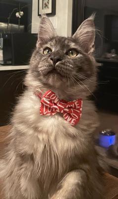 handsome black smoke maine coon wearing a red bowtie.