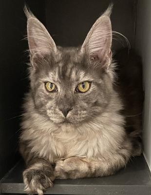 closeup of gorgeous dark maine coon cat.