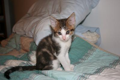 kitten