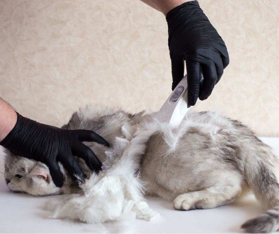 Getting a Shave silver cat being shaved by groomer