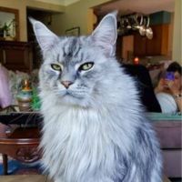 Centauri Blu silver coonie