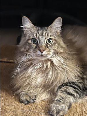 Bailey pretty silver maine coon adult female