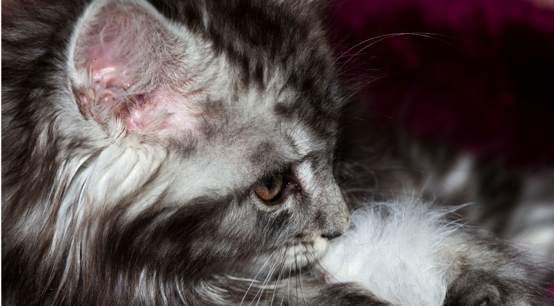 Silver Baby closeup of a small silver tabby kitten