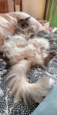 Frogwog silver tabby maine coon laying belly up.