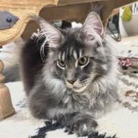 Odin is a Blue Smoke Tabby silver maine coon kitten