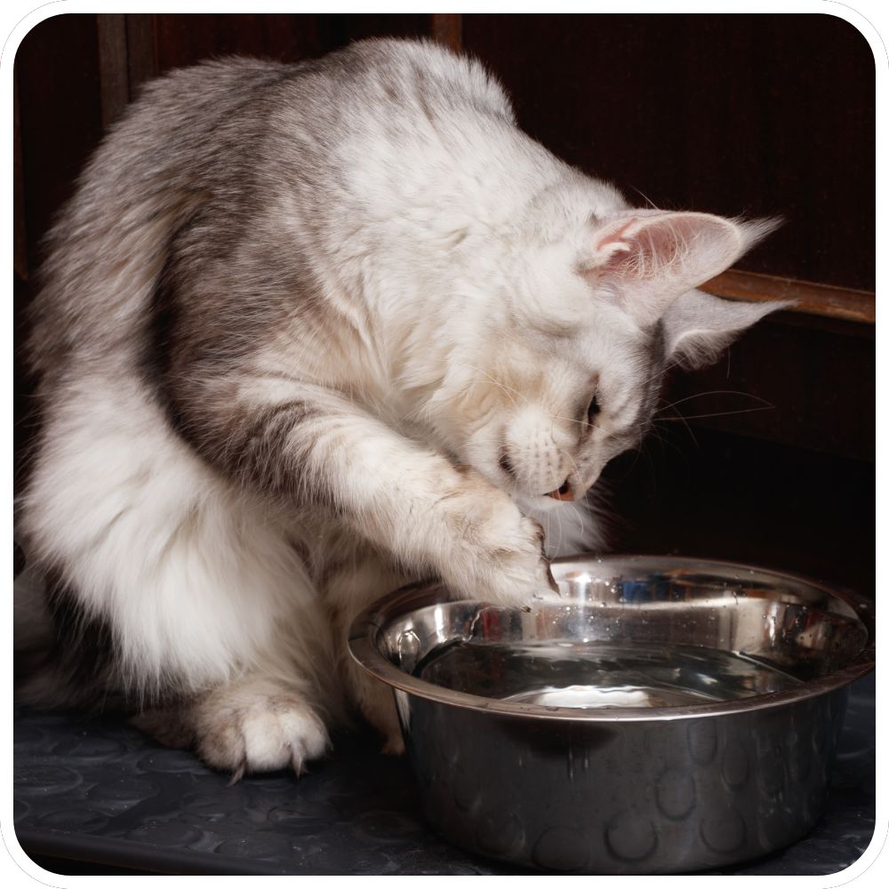 maine coon playing in water dish