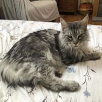 Barnaby silver tabby kitty on a bed