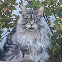 silver tabby maine coon in tree