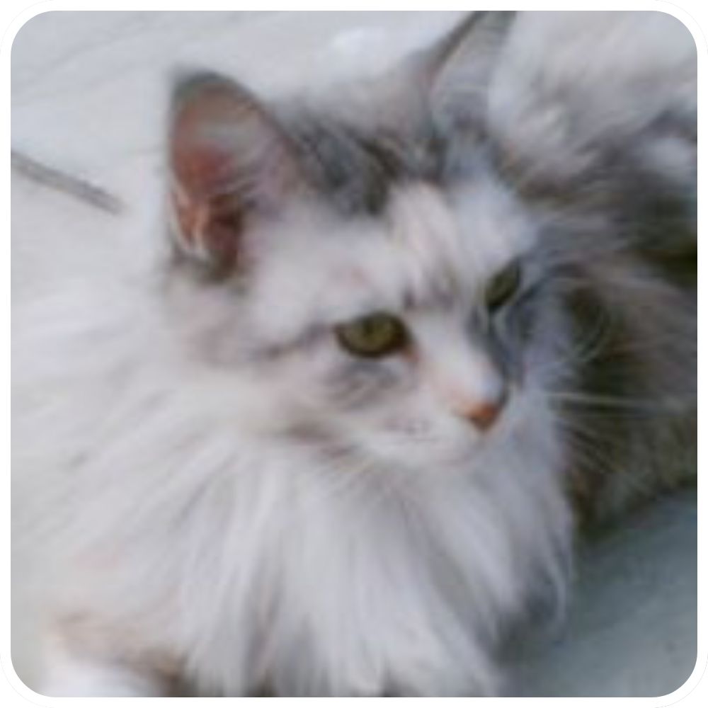 Silver Maine Coon Girl pretty silver female maine coon gazing into the distance.