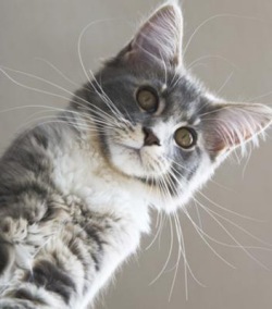 silver maine coon kitten