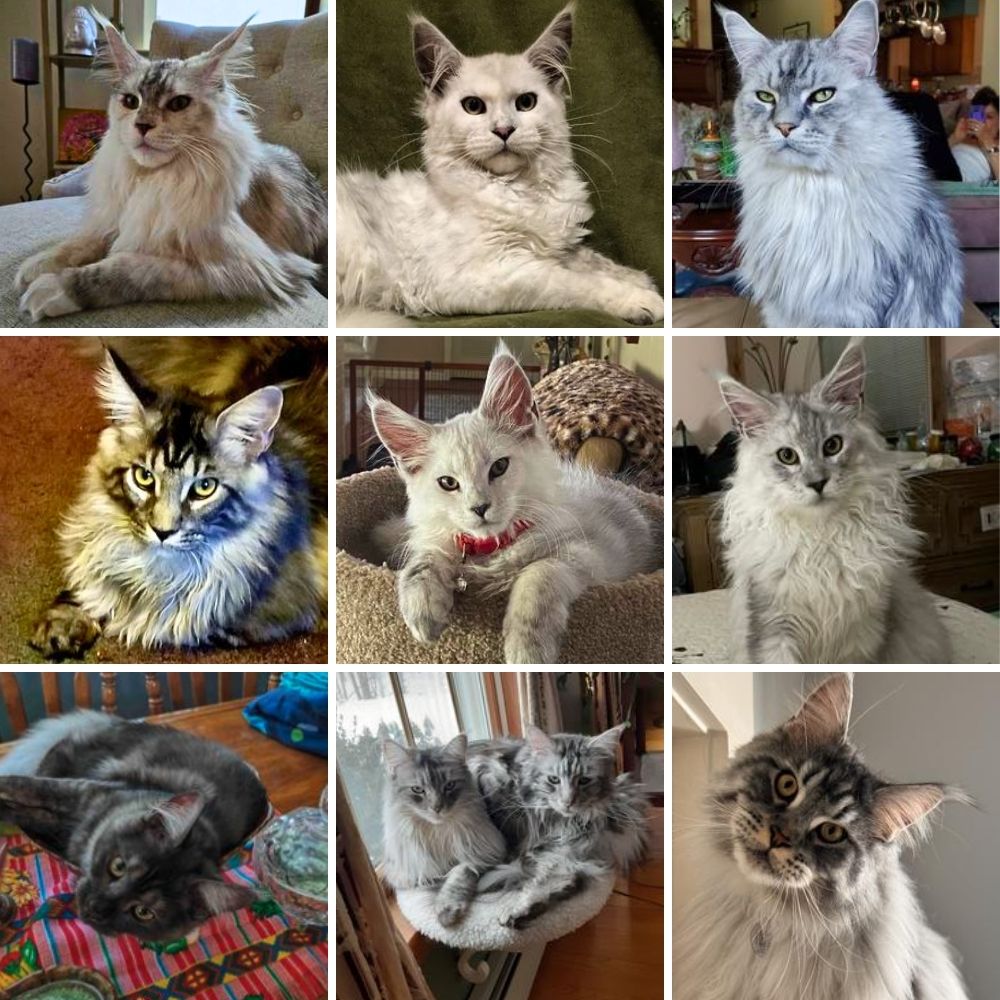 collage of nine beautiful silver or smoke maine coon cats.