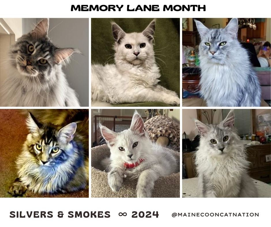 collage of silver and smoke maine coon cats from 2024.