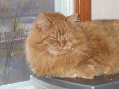 Simba
