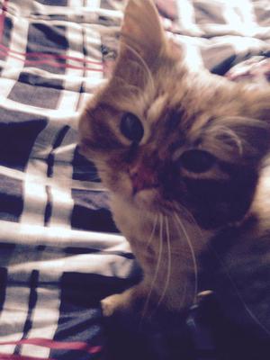 Simba