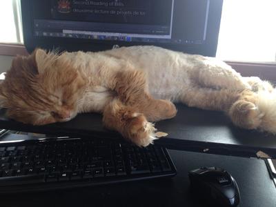Simba