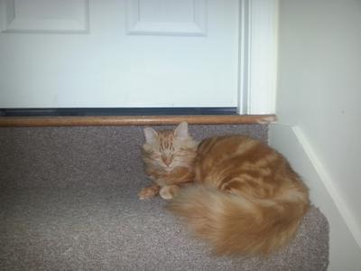 Simba