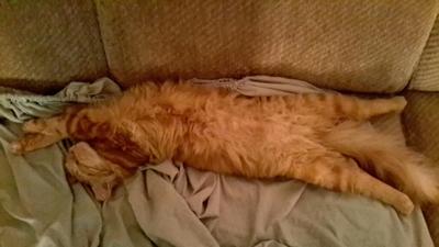 Simba
