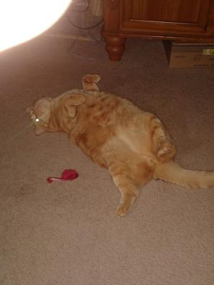 Simba