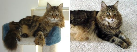 simba the classic brown tabby maine coon