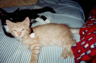 Simba & Oreo