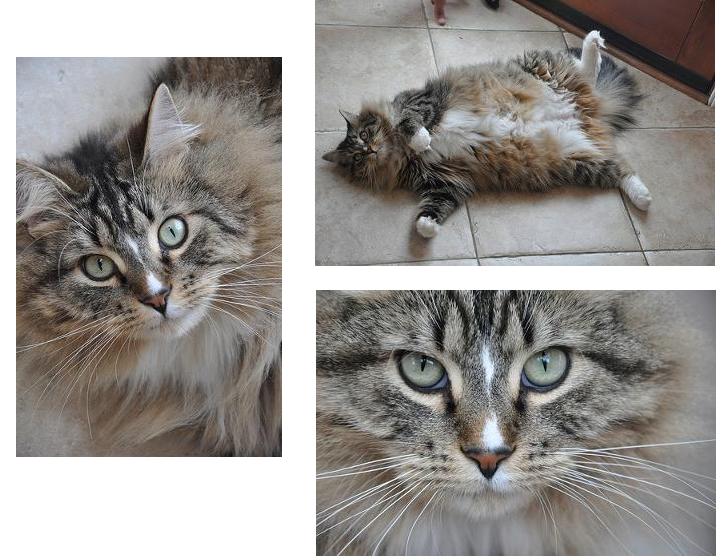 jasmine the brown tabby maine coon girl