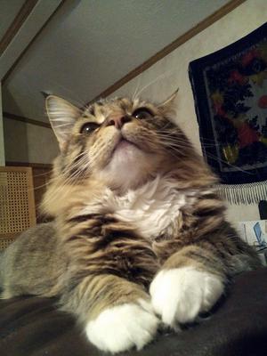 Simon