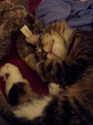 Simon