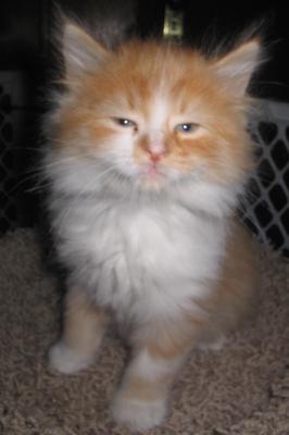 Simon