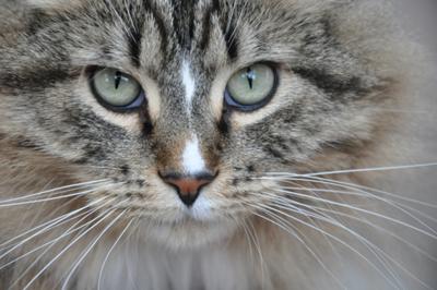 Simon